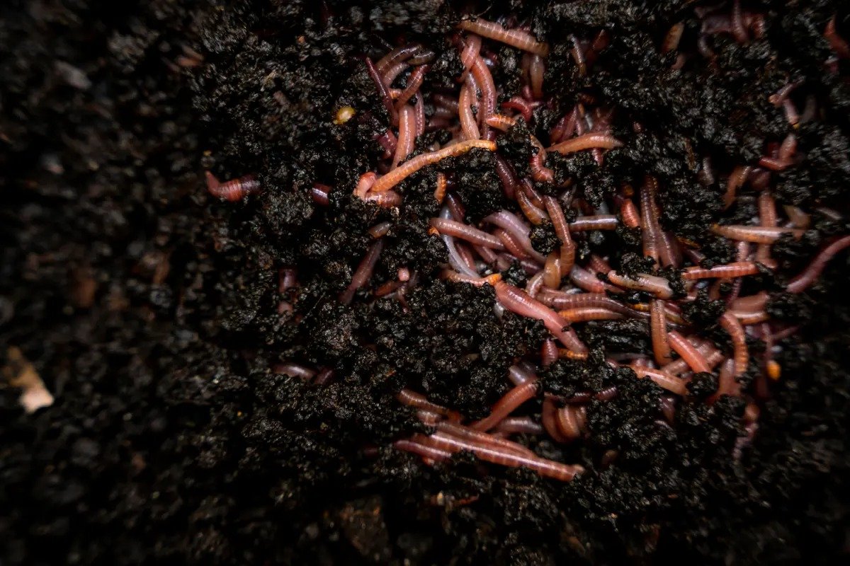 Home 67d88d4f2f089c7a91397e5f 6585862865005248b9c7e4cf vermicompost worms in a bin