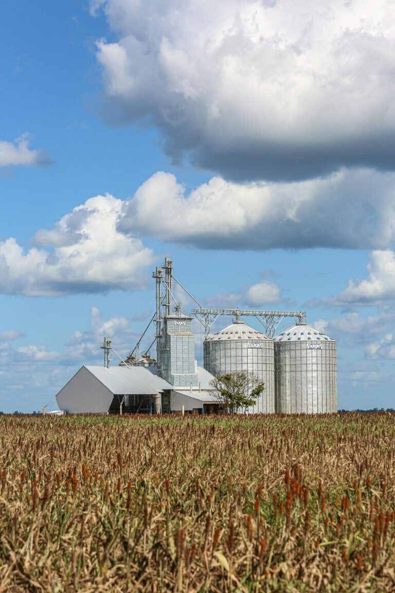 pexels melquizedeque 31173021